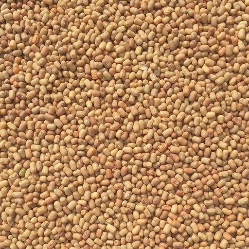Dried Moth Bean Bulk 